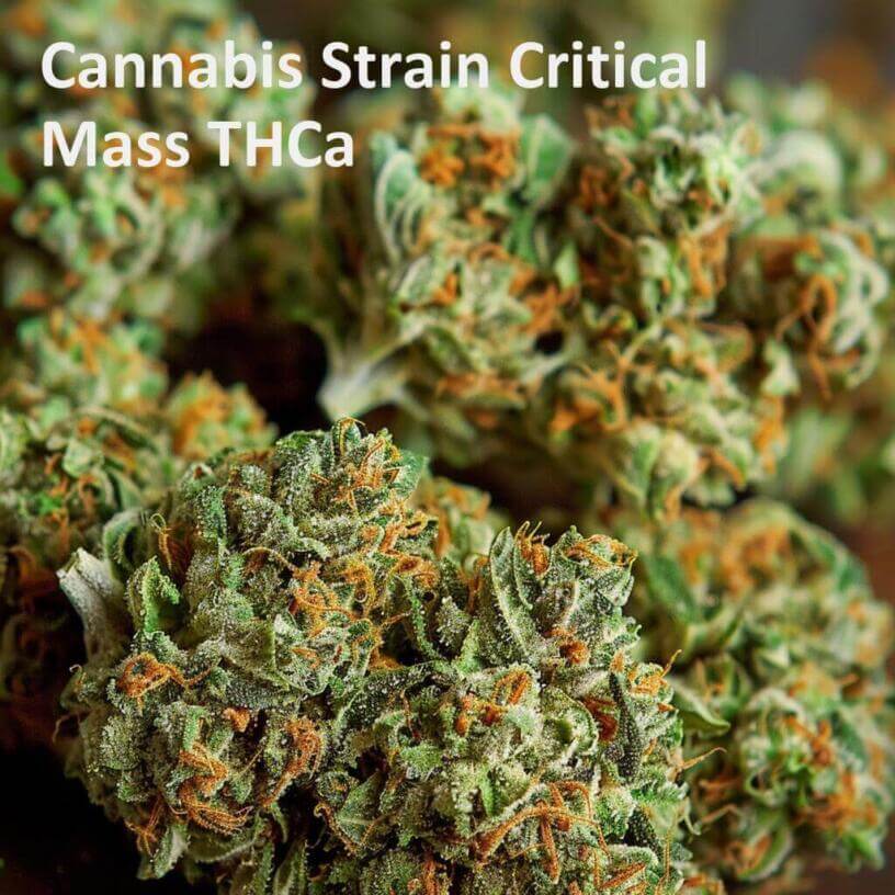 Cannabis Strain Critical Mass THCa 