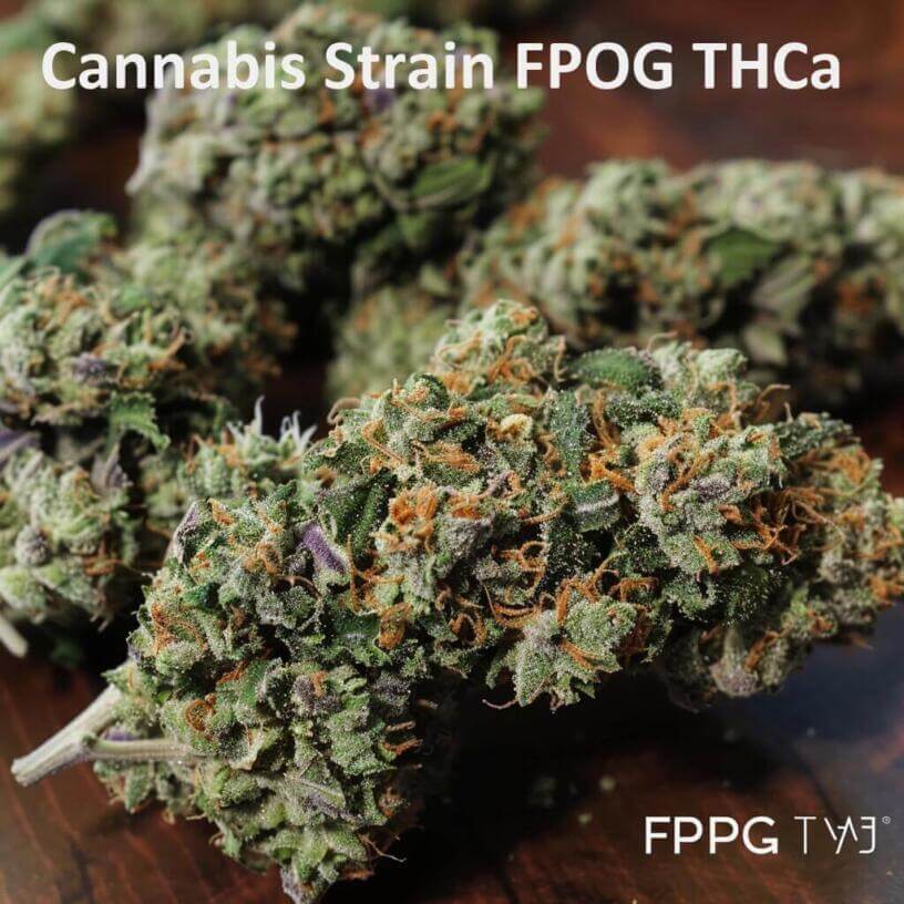 Cannabis Strain FPOG THCa 