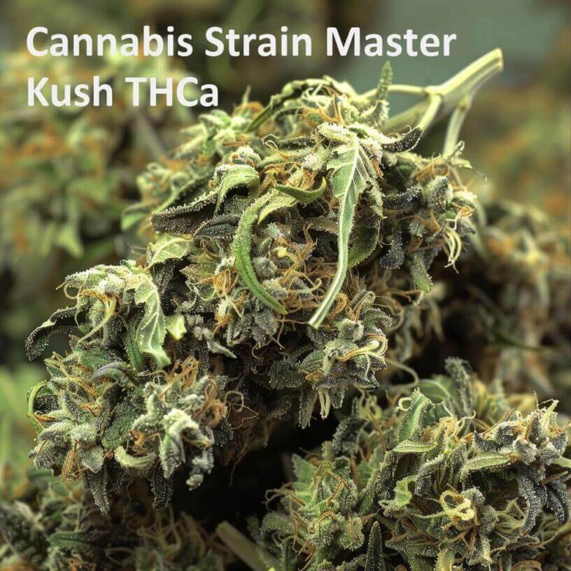 Cannabis Strain Master Kush THCa 