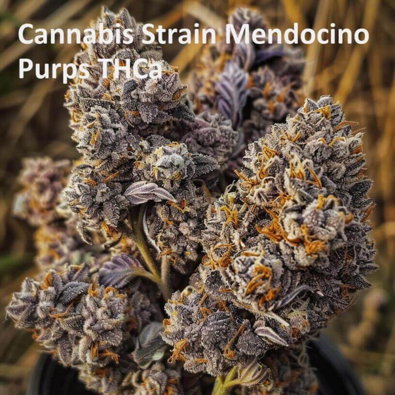Cannabis Strain Mendocino Purps THCa 