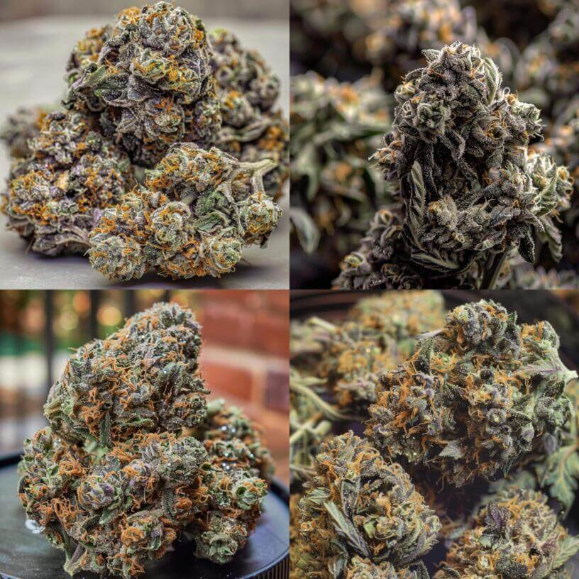 Cannabis Strain Platinum Purple Kush THCa 