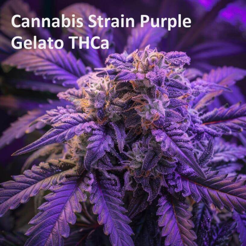 Cannabis Strain Purple Gelato THCa 