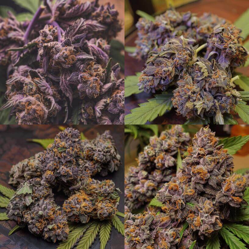 Cannabis Strain Purple Raine THCa 