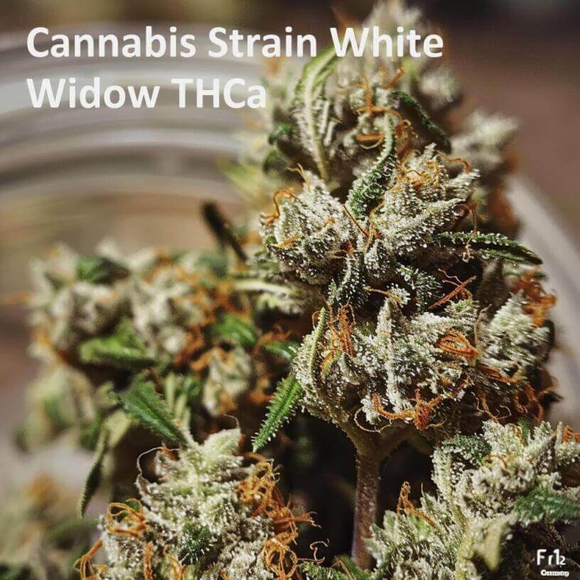 Cannabis Strain White Widow THCa 