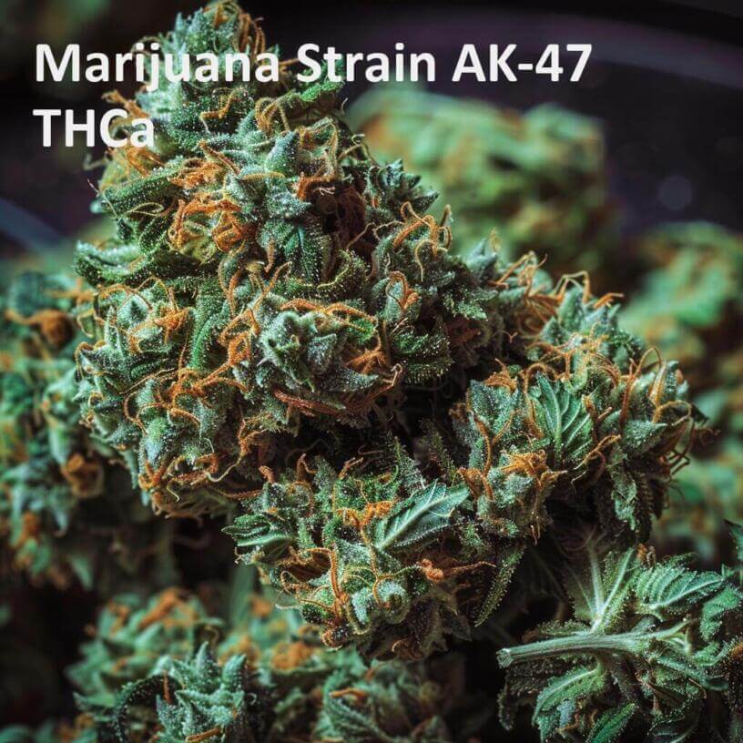 Marijuana Strain AK-47 THCa 