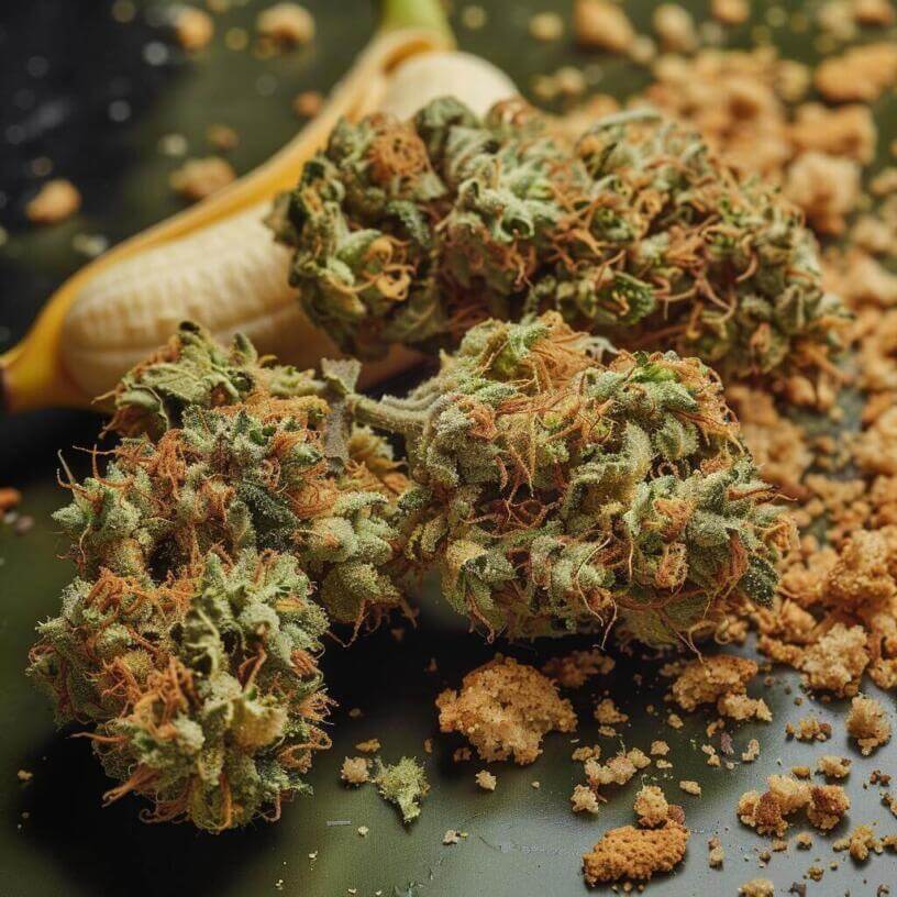 Marijuana Strain Banana Bread THCa 