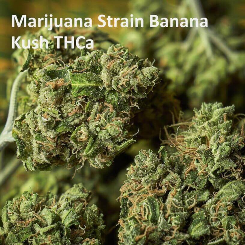 Marijuana Strain Banana Kush THCa 