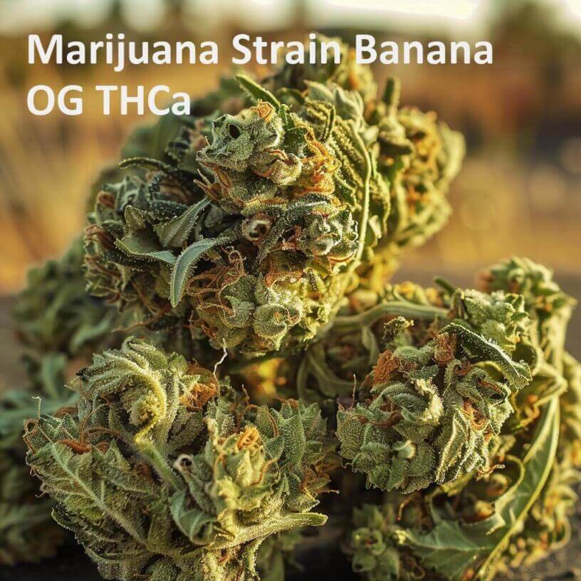 Marijuana Strain Banana OG THCa 