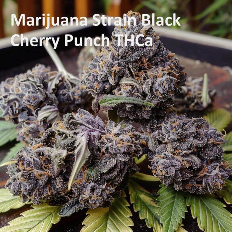 Marijuana Strain Black Cherry Punch THCa 