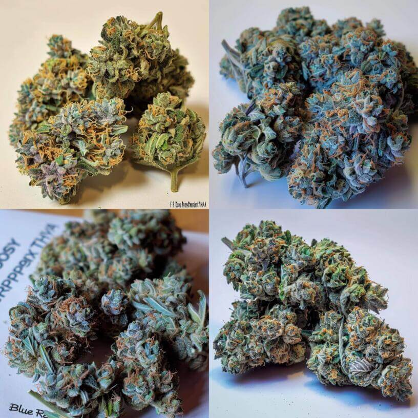 Marijuana Strain Blue Raspberry THCa 