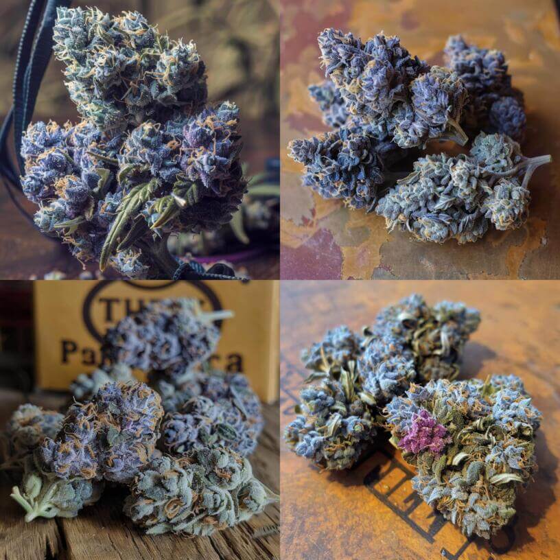 Marijuana Strain Blueberry THCa 