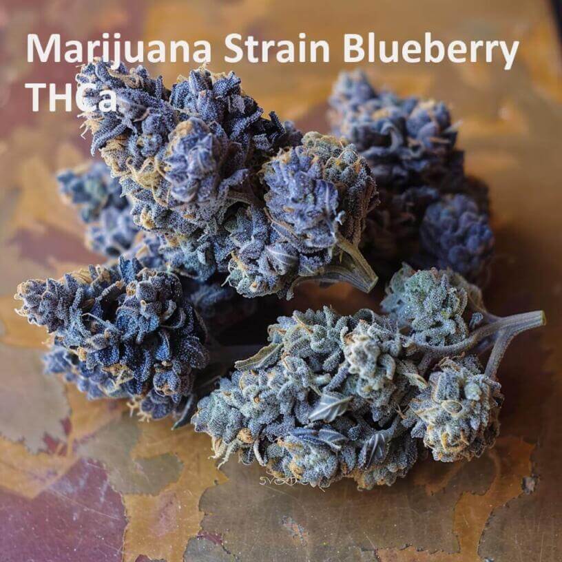 Marijuana Strain Blueberry THCa 