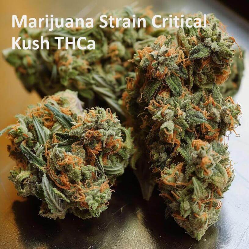 Marijuana Strain Critical Kush THCa 