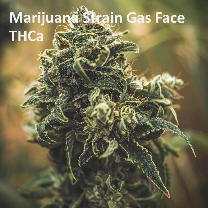 Marijuana Strain Gas Face THCa 