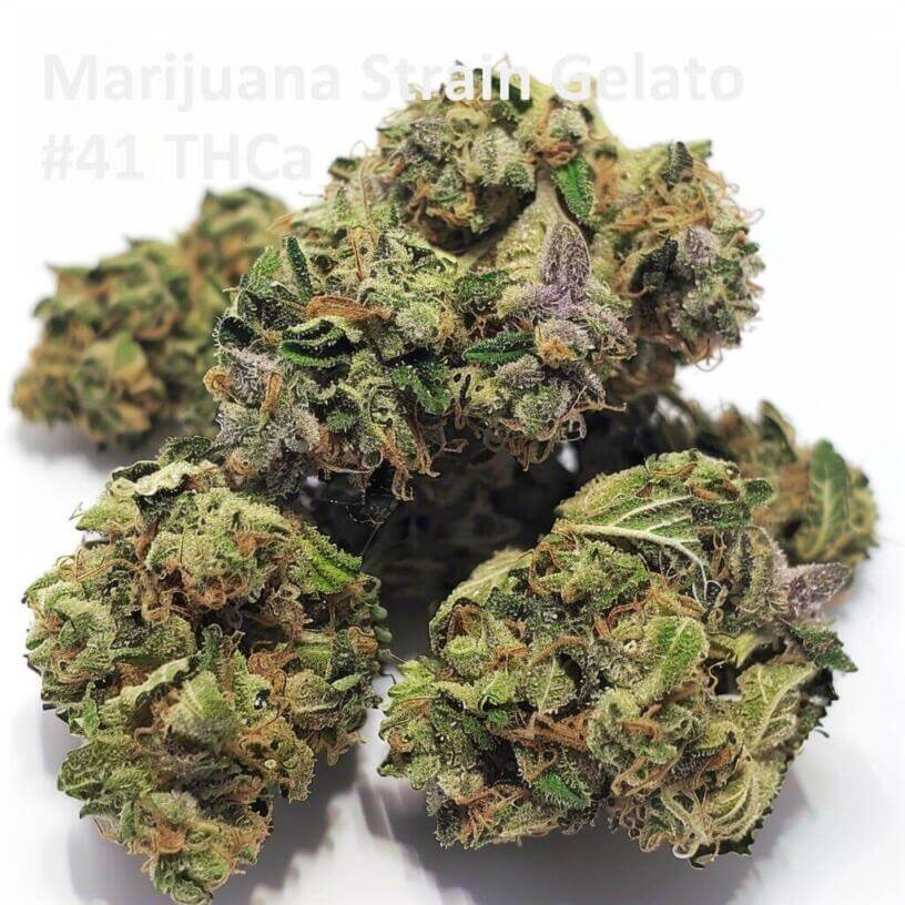 Marijuana Strain Gelato #41 THCa 