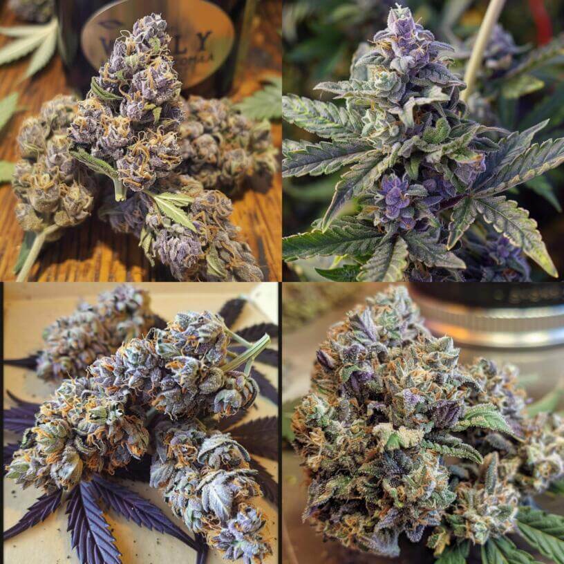 Marijuana Strain Lavender THCa 