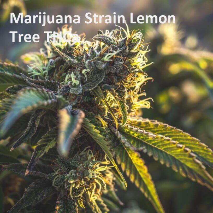 Marijuana Strain Lemon Tree THCa 