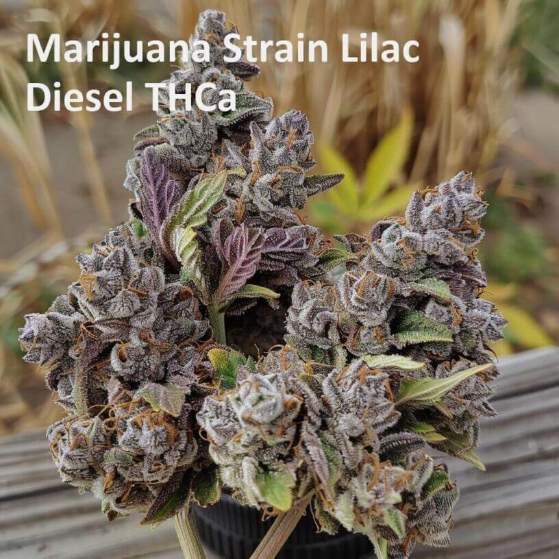 Marijuana Strain Lilac Diesel THCa 