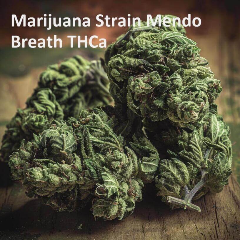 Marijuana Strain Mendo Breath THCa 