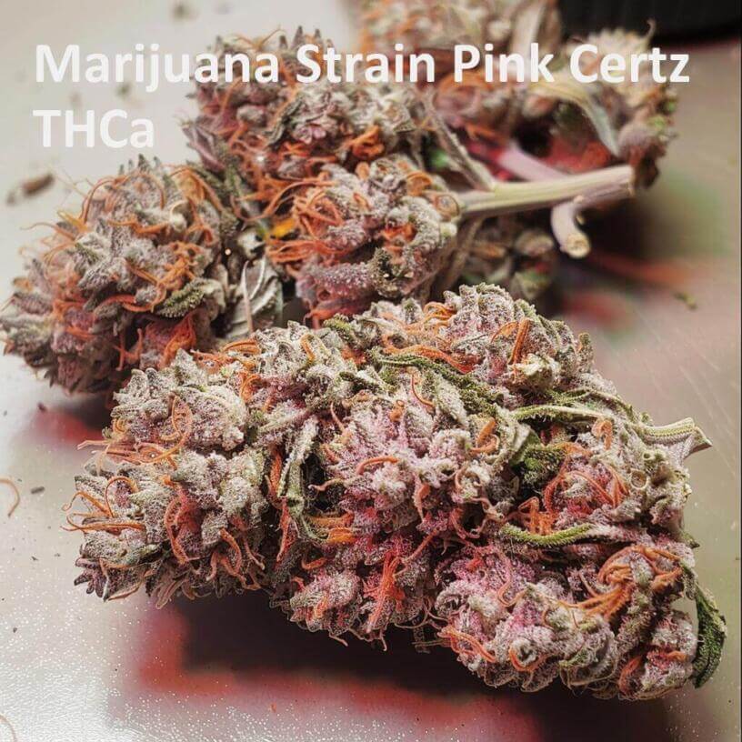 Marijuana Strain Pink Certz THCa 
