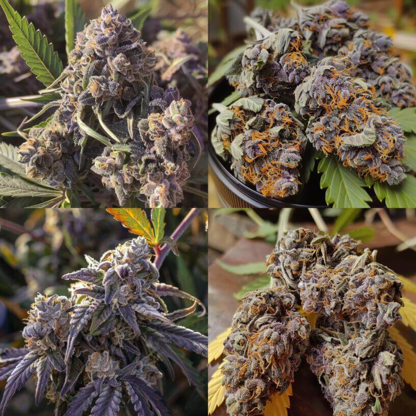 Marijuana Strain Purple Chemdawg THCa 