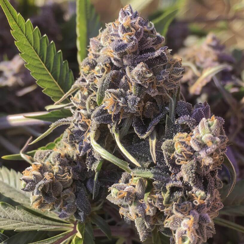 Marijuana Strain Purple Chemdawg THCa 