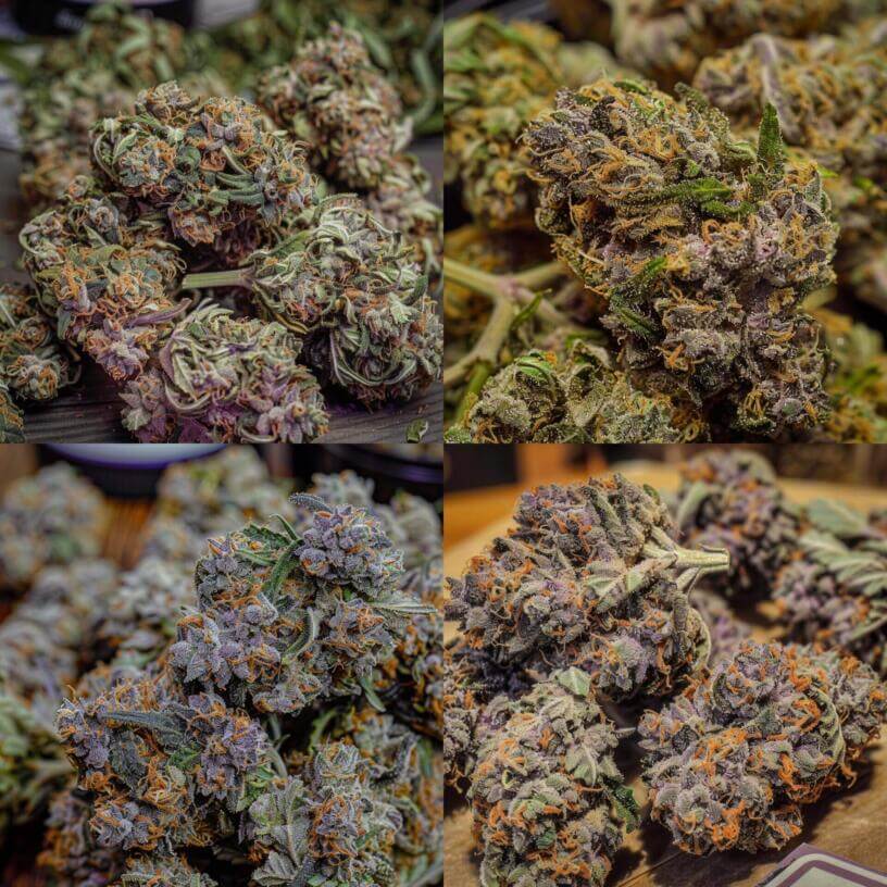 Marijuana Strain Purple Diesel THCa 