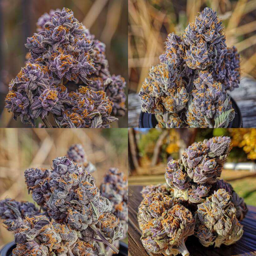Marijuana Strain Purple Stardawg THCa 