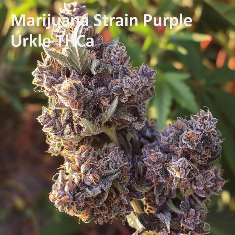 Marijuana Strain Purple Urkle THCa 
