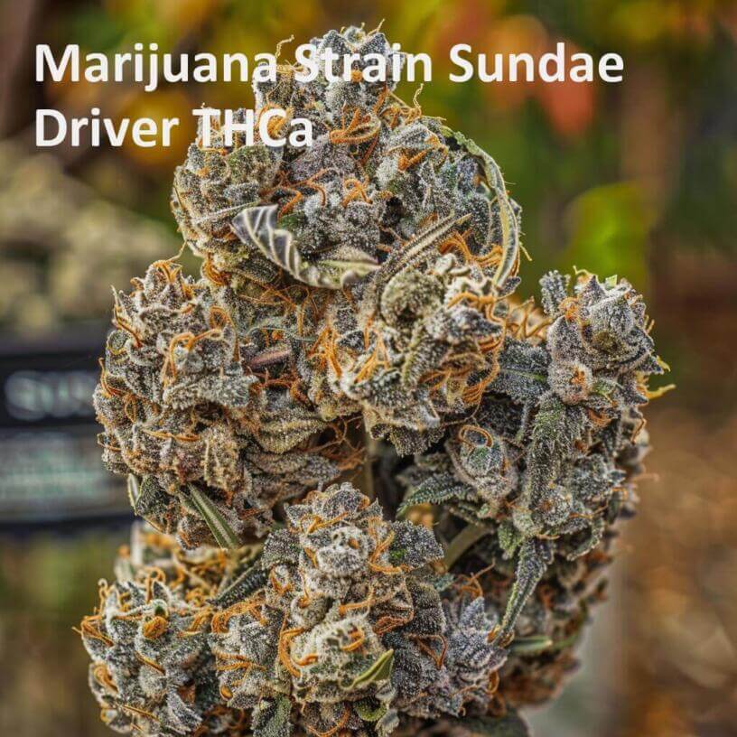 Marijuana Strain Sundae Driver THCa 