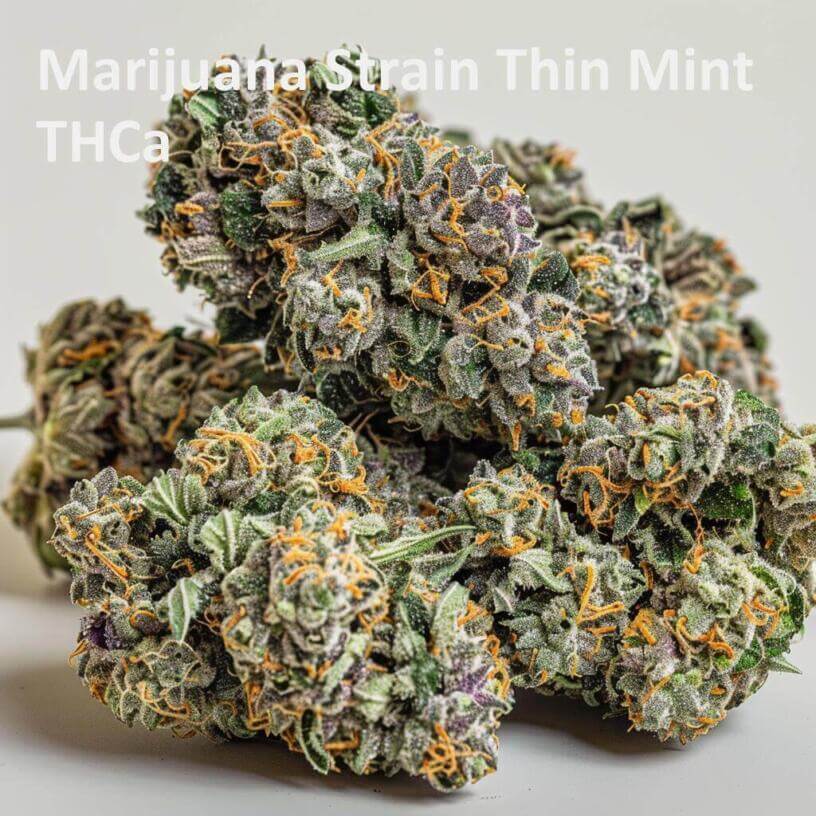 Marijuana Strain Thin Mint THCa 