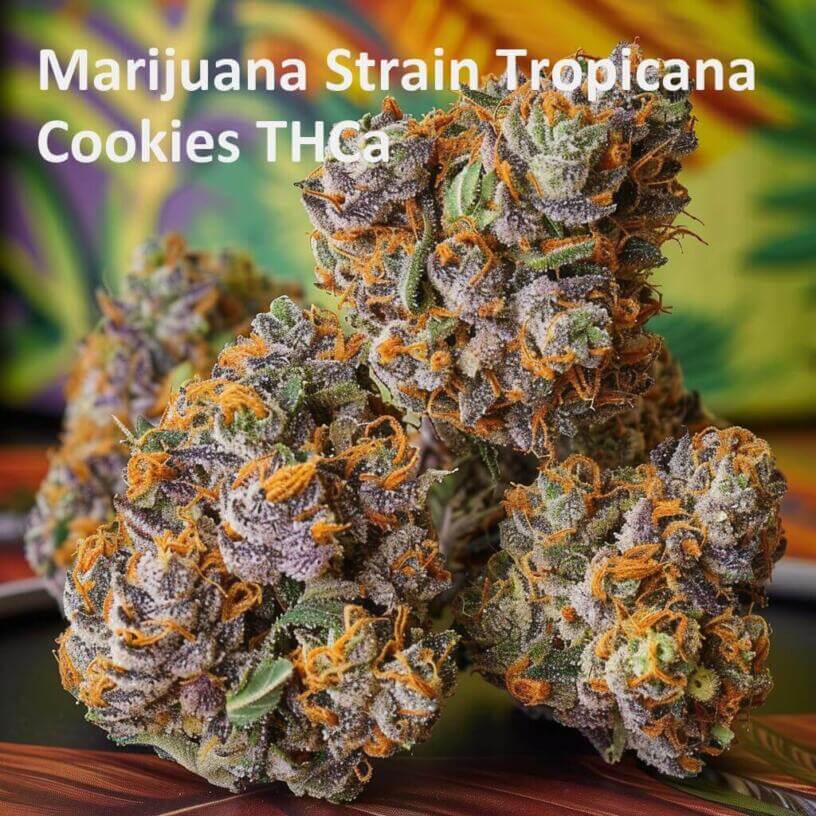 Marijuana Strain Tropicana Cookies THCa 