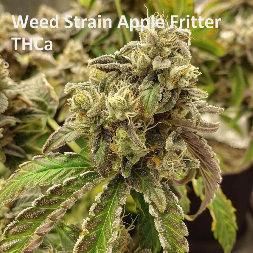 Weed Strain Apple Fritter THCa 