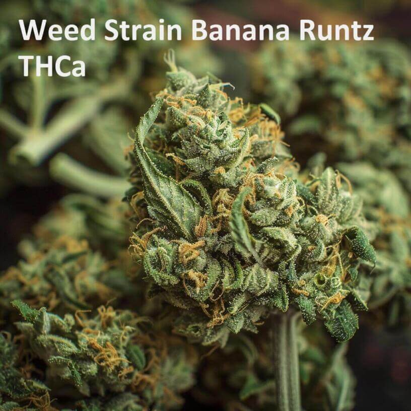Weed Strain Banana Runtz THCa 