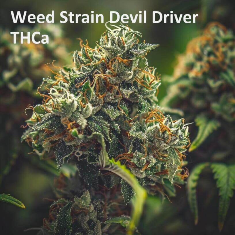 Weed Strain Devil Driver THCa 