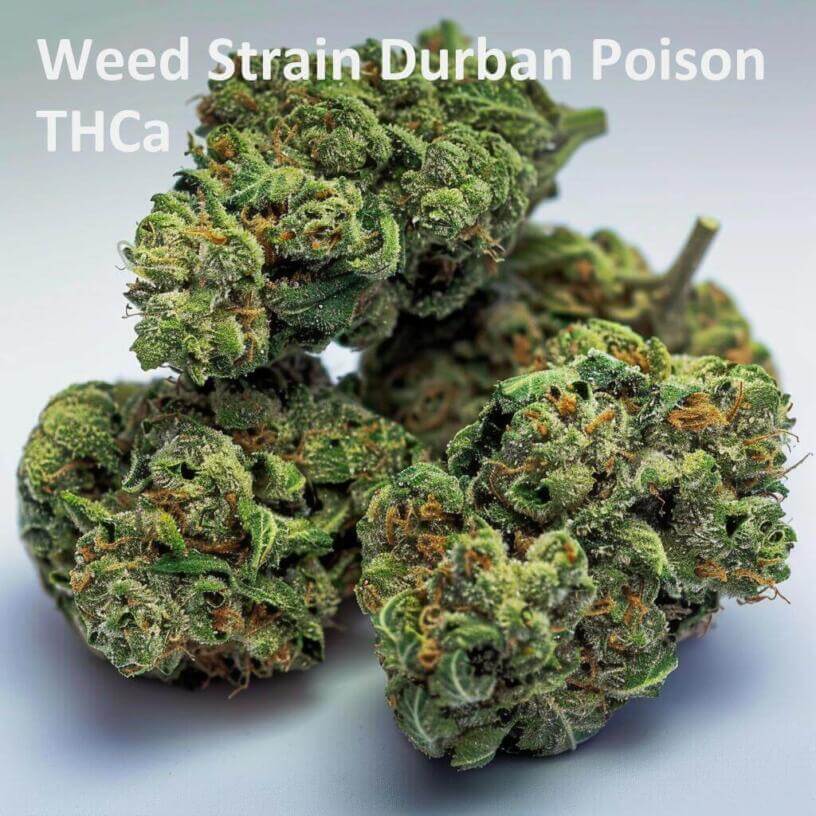 Weed Strain Durban Poison THCa 