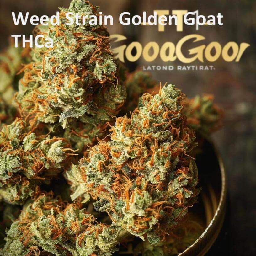 Weed Strain Golden Goat THCa 