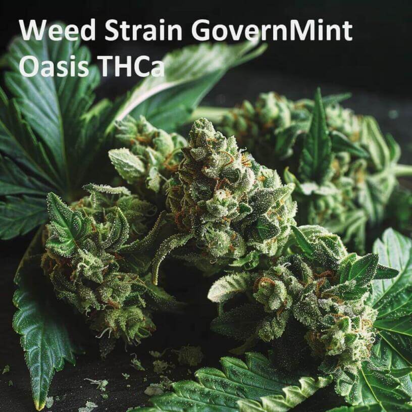 Weed Strain GovernMint Oasis THCa 