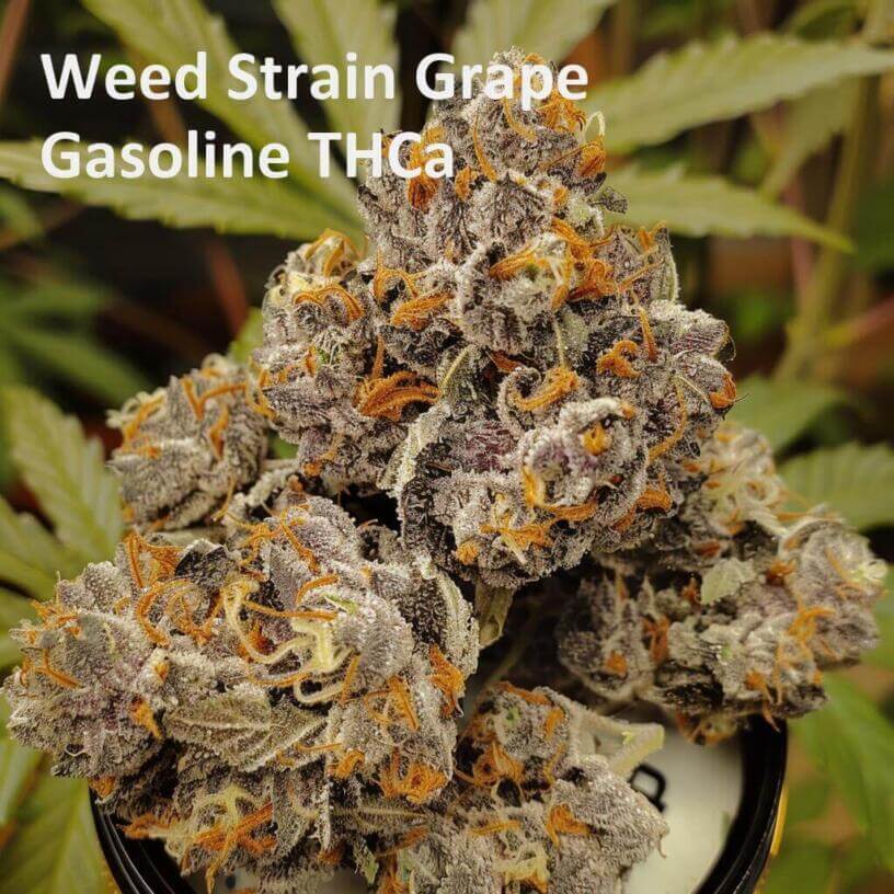 Weed Strain Grape Gasoline THCa 