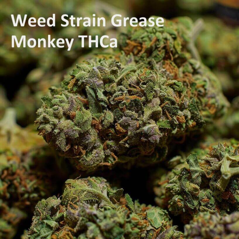 Weed Strain Grease Monkey THCa 