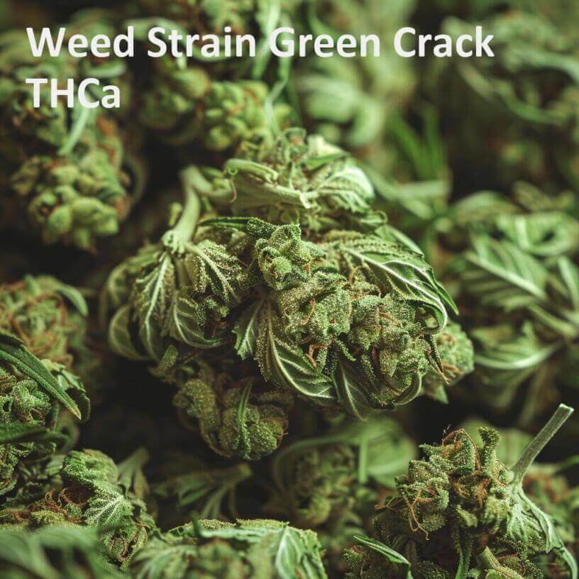 Weed Strain Green Crack THCa 
