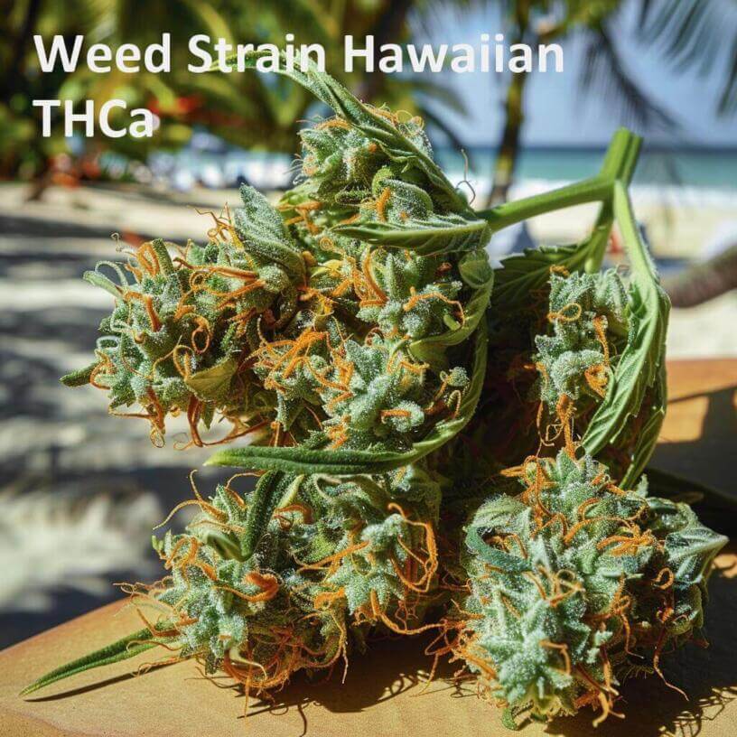 Weed Strain Hawaiian THCa 