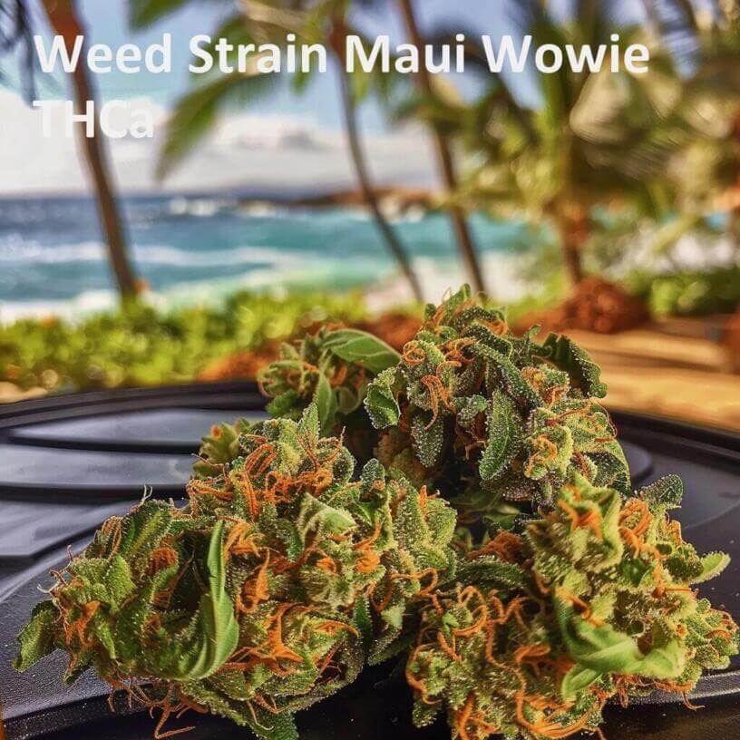 Weed Strain Maui Wowie THCa 