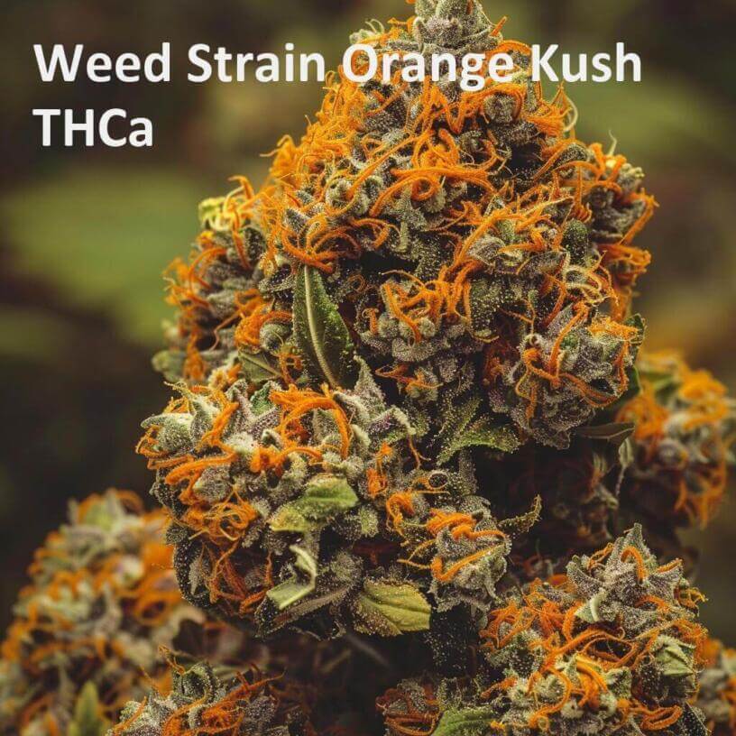 Weed Strain Orange Kush THCa 