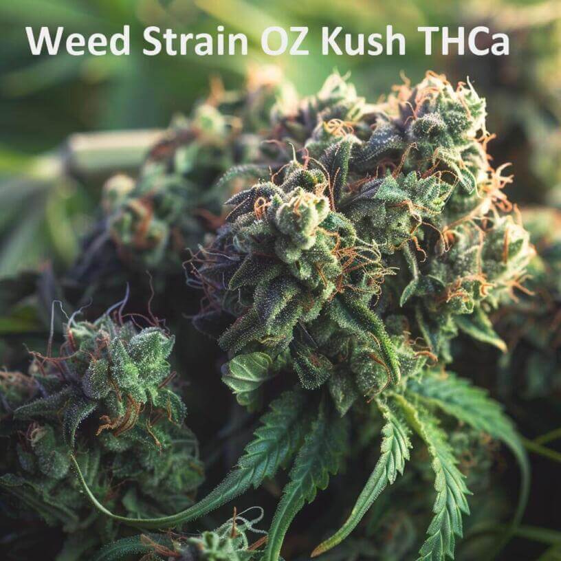 Weed Strain OZ Kush THCa 