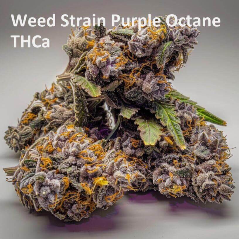 Weed Strain Purple Octane THCa 