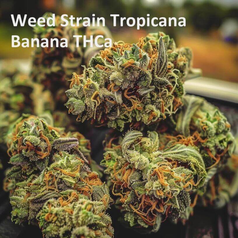 Weed Strain Tropicana Banana THCa 